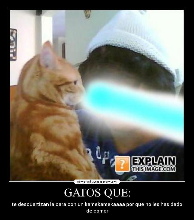 GATOS QUE: - te descuartizan la cara con un kamekamekaaaa por que no les has dado de comer