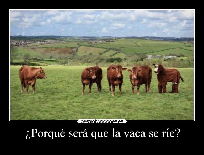 ¿Porqué será que la vaca se ríe? - 
