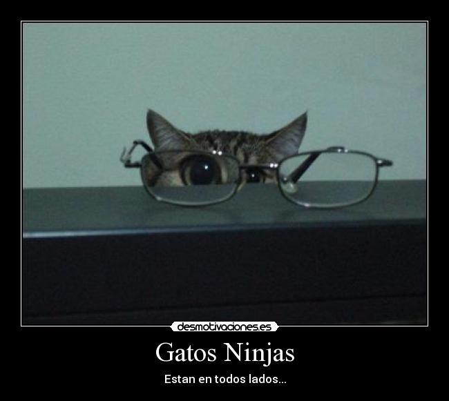 Gatos Ninjas - Estan en todos lados...