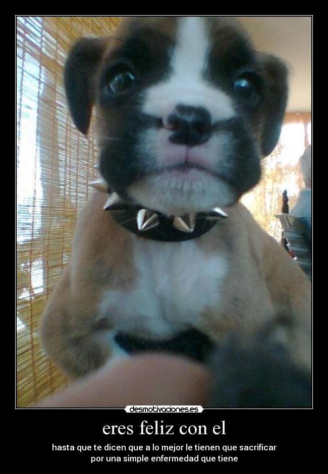 eres feliz con el - hasta que te dicen que a lo mejor le tienen que sacrificar
por una simple enfermedad que tiene
