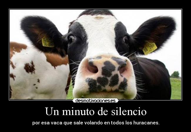 Un minuto de silencio - por esa vaca que sale volando en todos los huracanes.