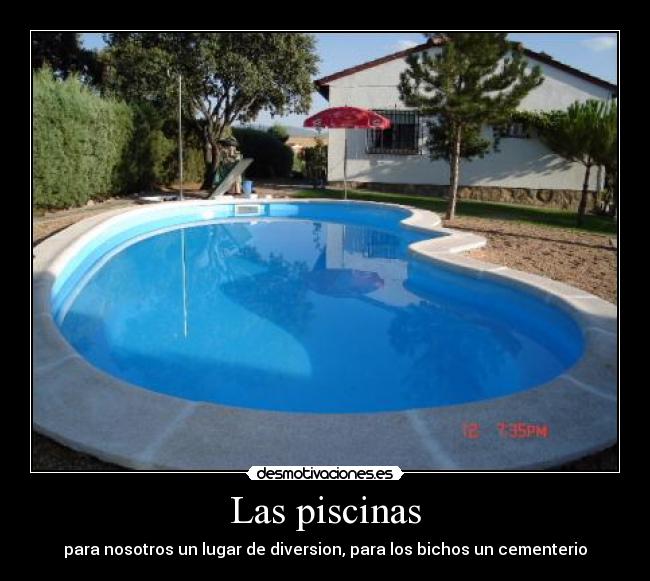 Las piscinas - para nosotros un lugar de diversion, para los bichos un cementerio