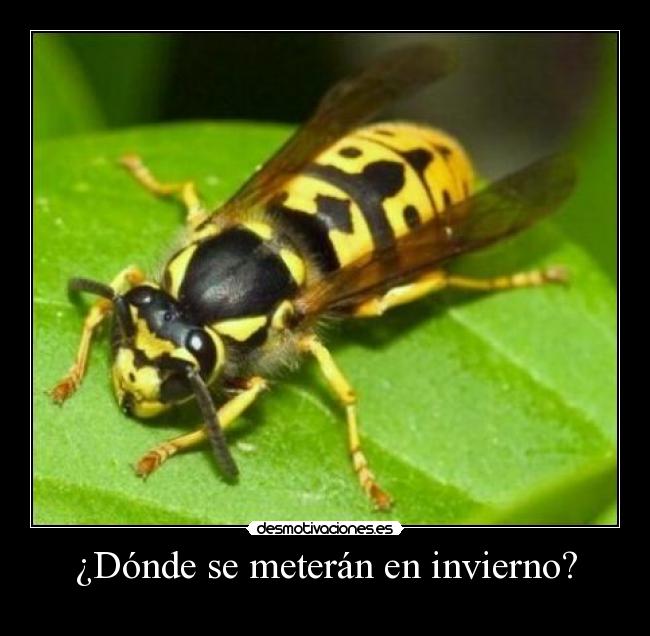 ¿Dónde se meterán en invierno? -