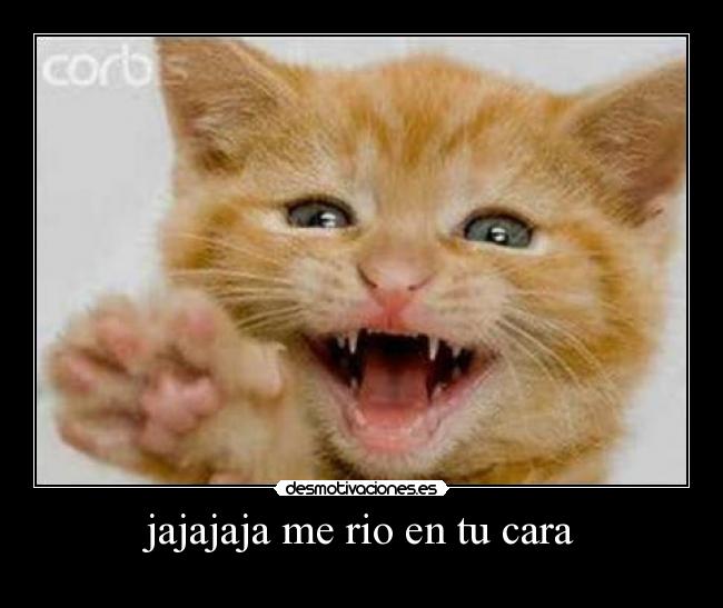 jajajaja me rio en tu cara -