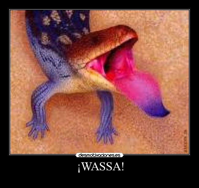 ¡WASSA! - 