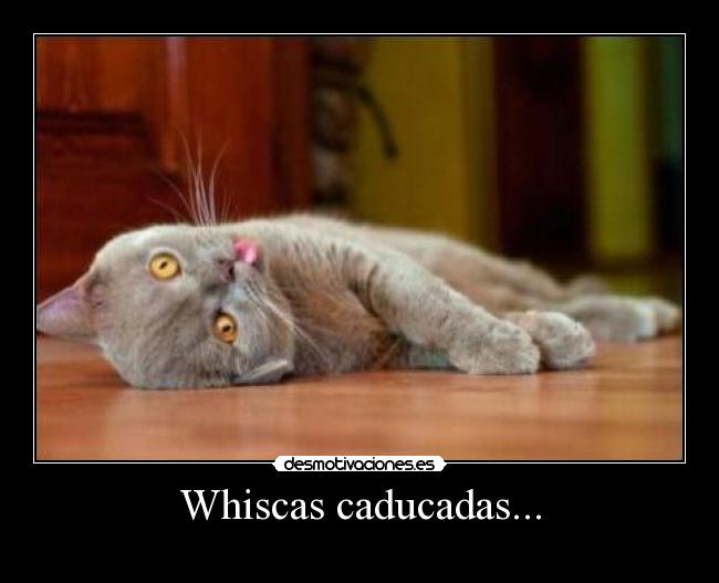 carteles hdfhfdh dth gatoslaprincipal desmotivaciones