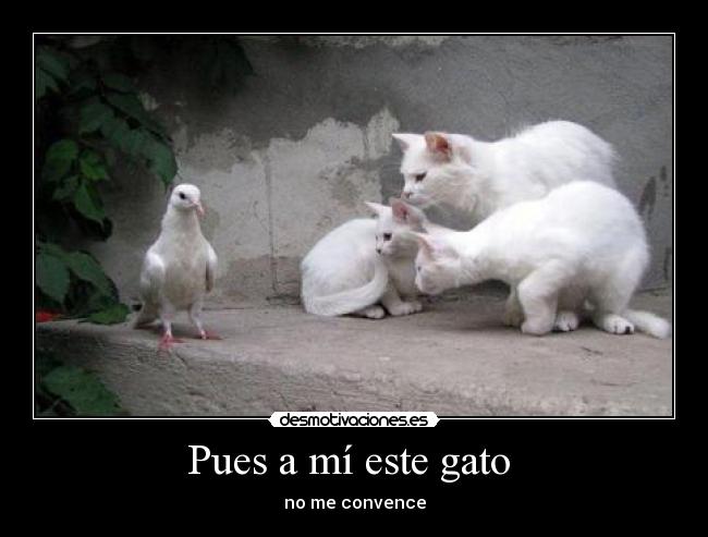 Pues a mí este gato - no me convence