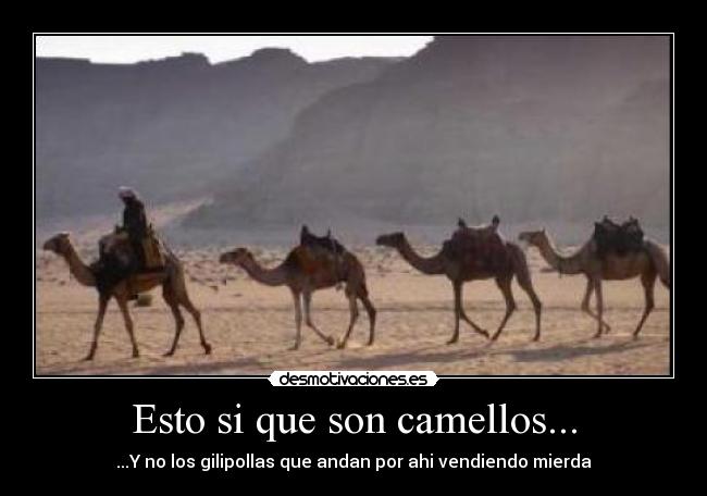 Esto si que son camellos... -