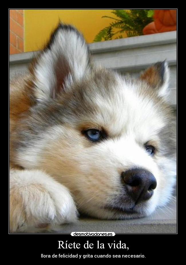 Ríete de la vida, -