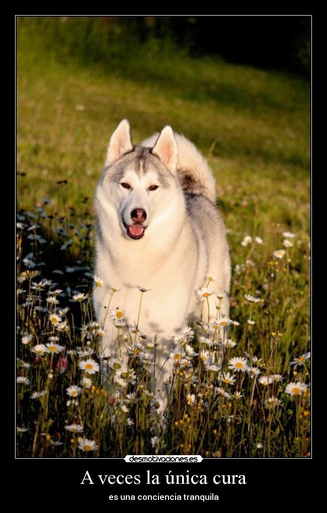 A veces la única cura - es una conciencia tranquila