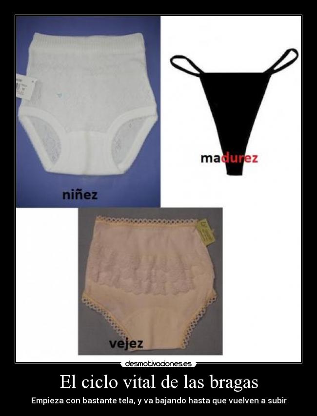 El ciclo vital de las bragas - 