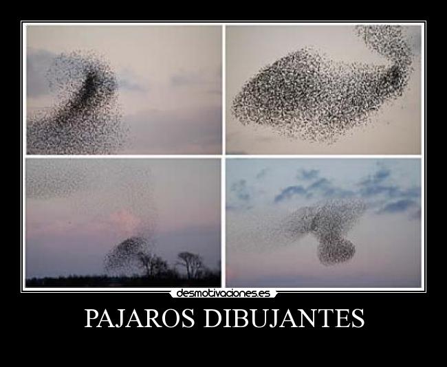 PAJAROS DIBUJANTES -