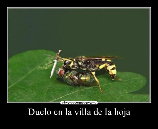 Duelo en la villa de la hoja -