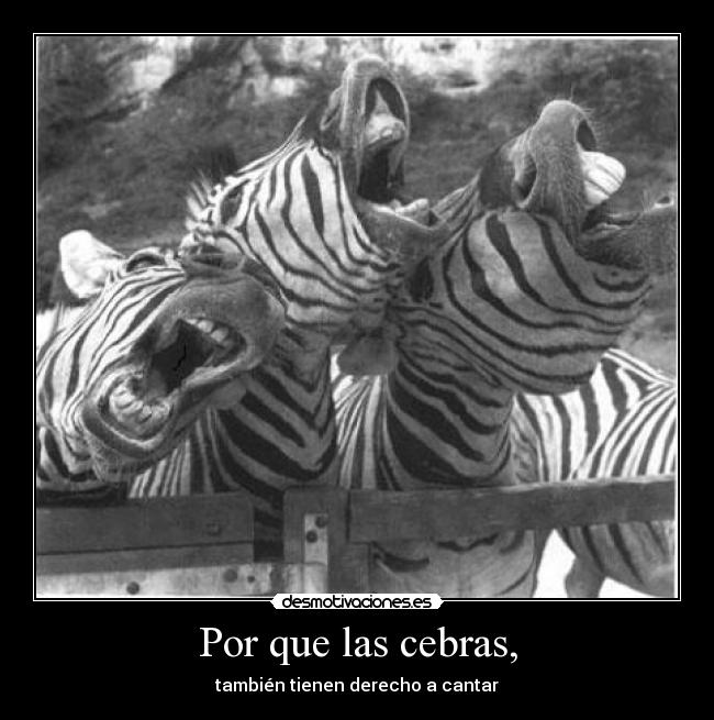 Por que las cebras, - también tienen derecho a cantar