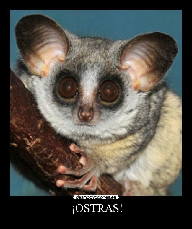 ¡OSTRAS! -