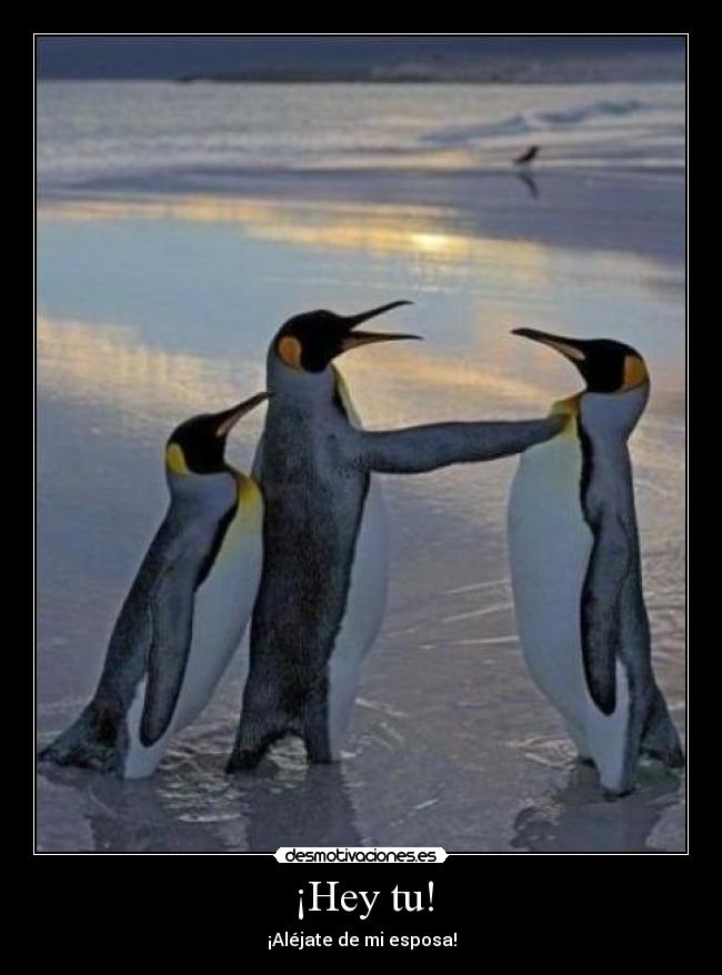 ¡Hey tu! - 