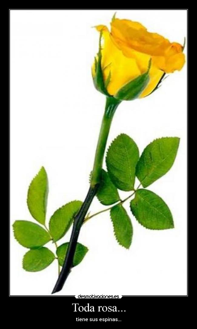Toda rosa... - 