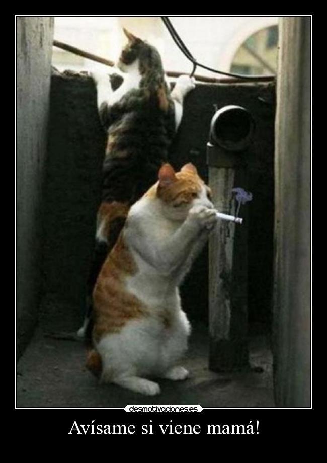Avísame si viene mamá! -