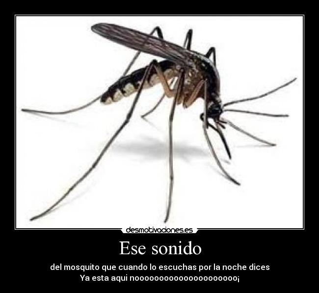 Ese sonido - del mosquito que cuando lo escuchas por la noche dices
Ya esta aqui nooooooooooooooooooooo¡
