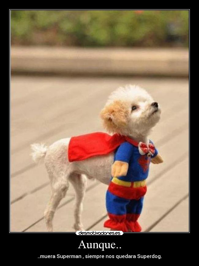 Aunque.. - ..muera Superman , siempre nos quedara Superdog.