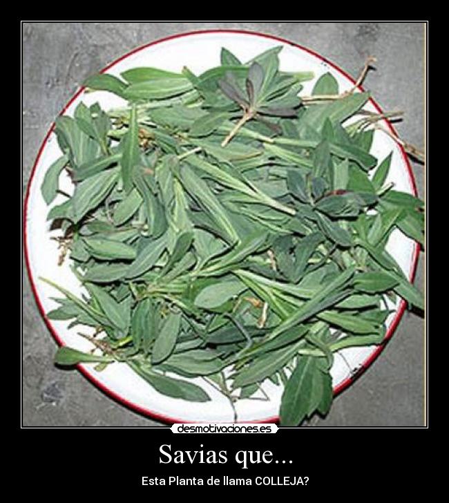Savias que... - Esta Planta de llama COLLEJA?