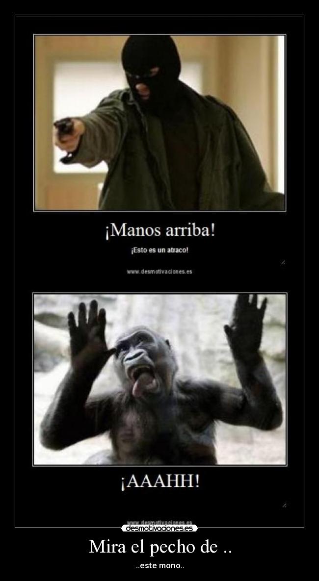 Mira el pecho de .. - ..este mono..