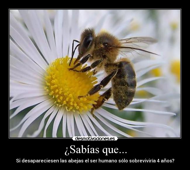 ¿Sabías que... - Si desapareciesen las abejas el ser humano sólo sobreviviría 4 años?