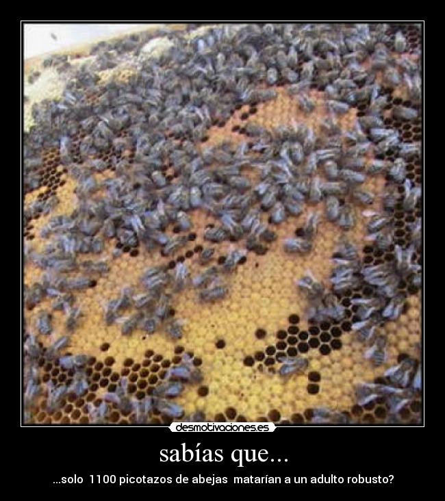 sabías que... - ...solo 1100 picotazos de abejas matarían a un adulto robusto?