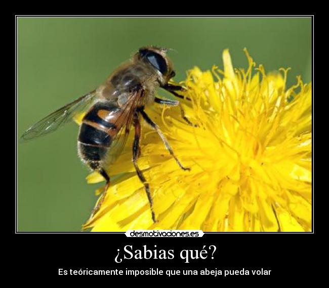 ¿Sabias qué? - Es teóricamente imposible que una abeja pueda volar