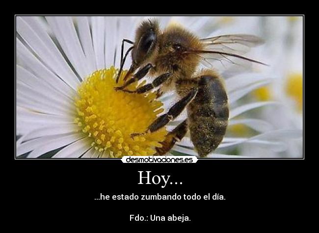 Hoy... - ...he estado zumbando todo el día.
Fdo.: Una abeja.