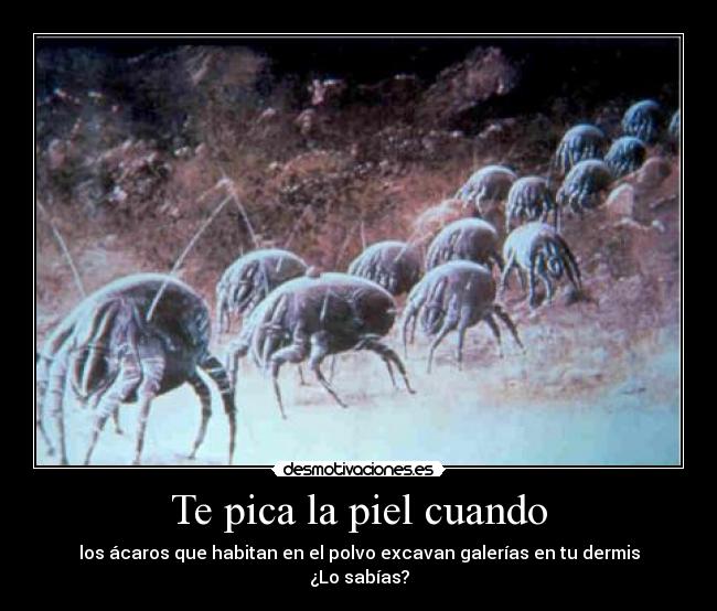 Te pica la piel cuando - los ácaros que habitan en el polvo excavan galerías en tu dermis ¿Lo sabías?