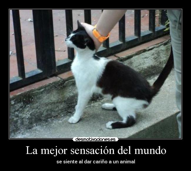 La mejor sensación del mundo - se siente al dar cariño a un animal