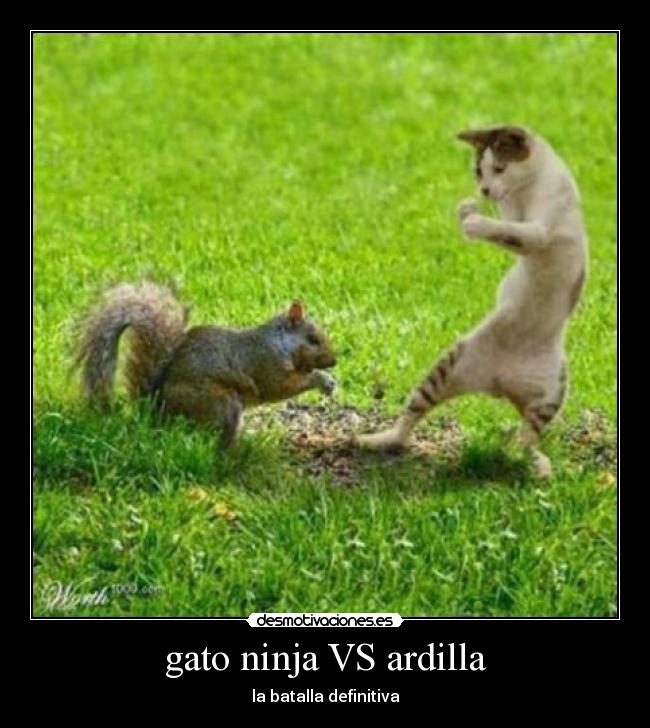 gato ninja VS ardilla - la batalla definitiva