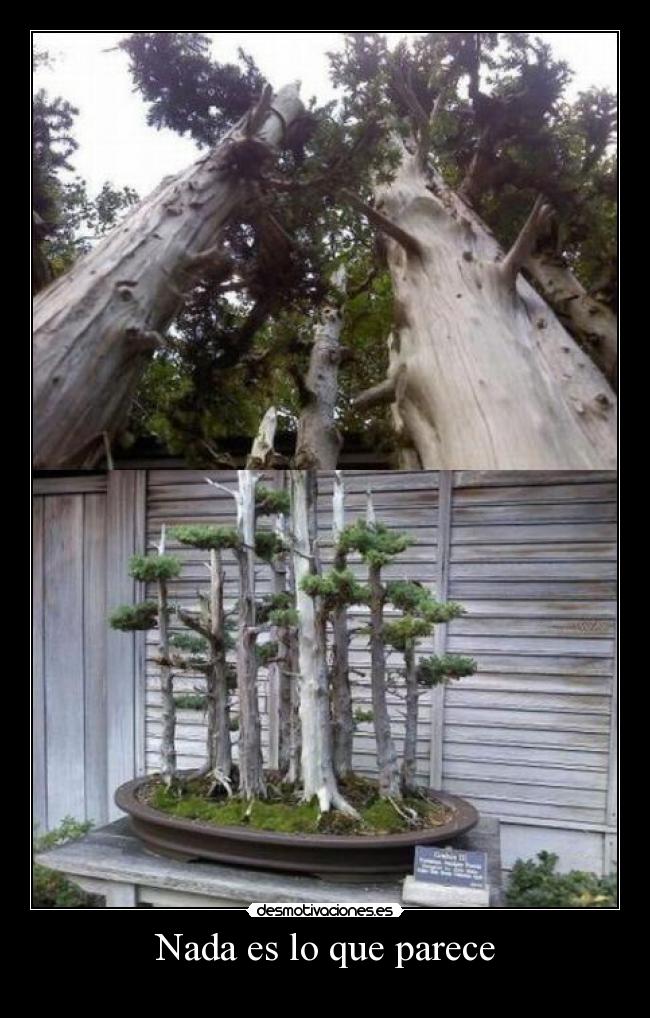 Nada es lo que parece -