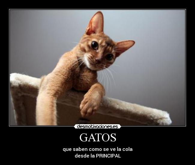 GATOS - que saben como se ve la cola
desde la PRINCIPAL