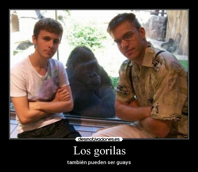 Los gorilas - 
