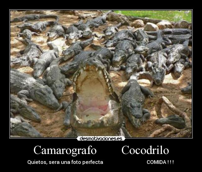 Camarografo        Cocodrilo - 