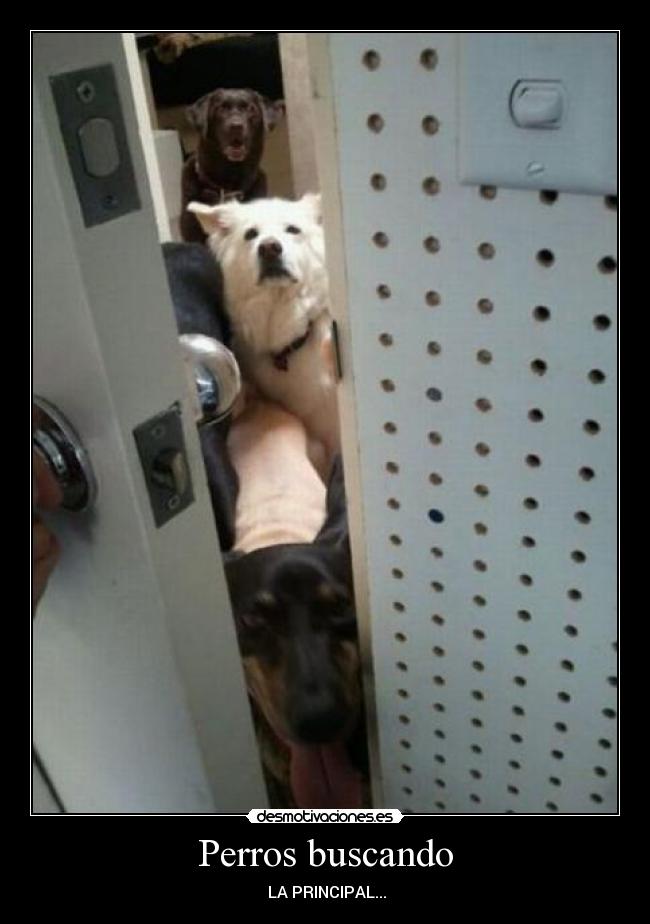 carteles perros que buscan laprincipal desmotivaciones