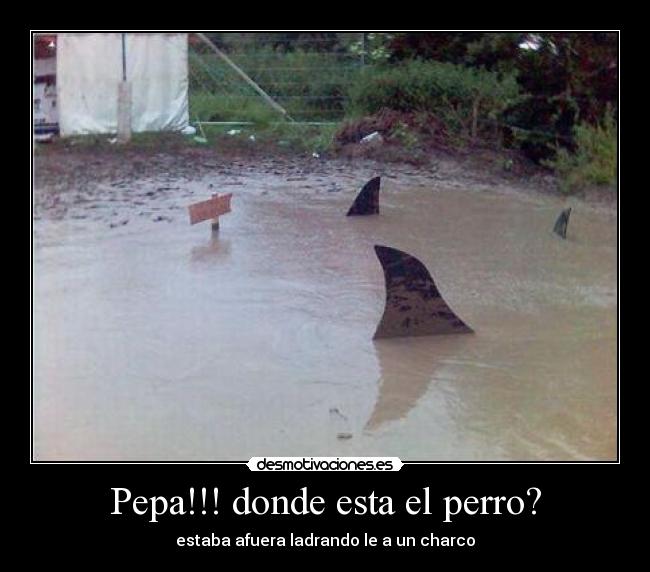 carteles estaba afuera ladrando charco desmotivaciones