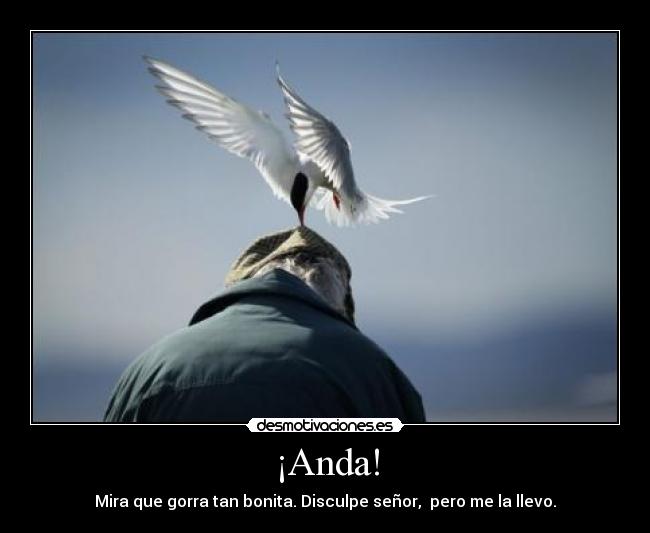 ¡Anda! - Mira que gorra tan bonita. Disculpe señor, pero me la llevo.