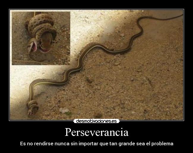 Perseverancia - 