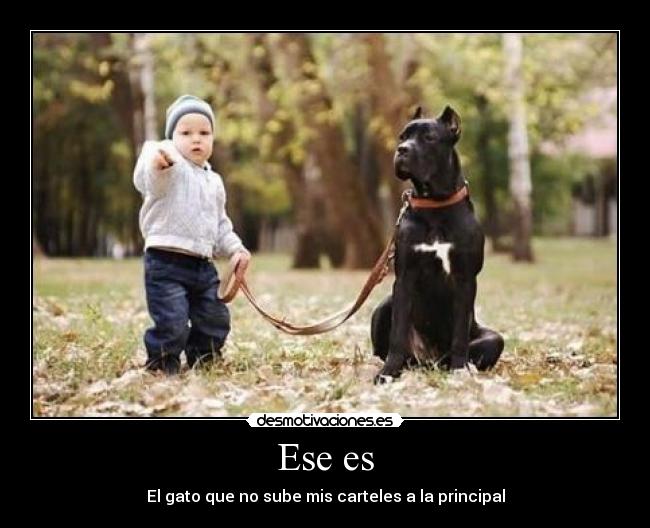 Ese es - El gato que no sube mis carteles a la principal