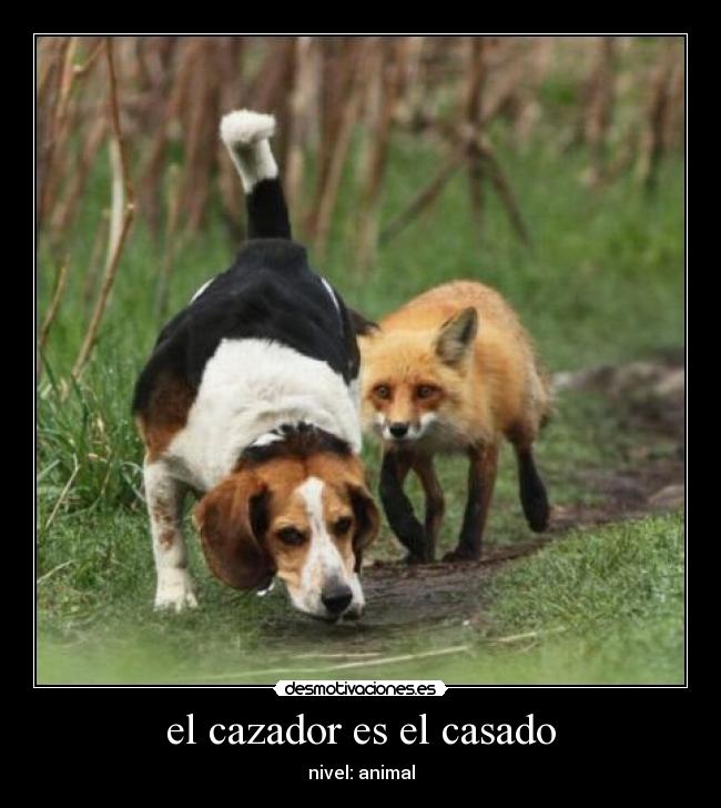 el cazador es el casado - nivel: animal