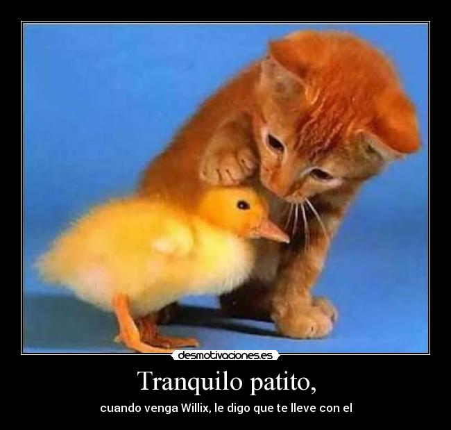 Tranquilo patito, - 