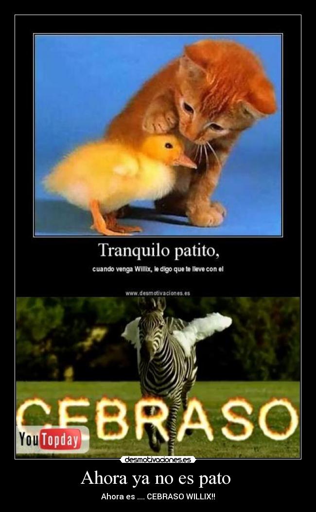 Ahora ya no es pato  - Ahora es .... CEBRASO WILLIX!!