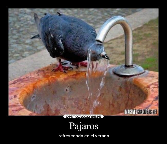 Pajaros -