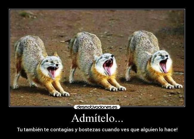 Admítelo... - Tu también te contagias y bostezas cuando ves que alguien lo hace!