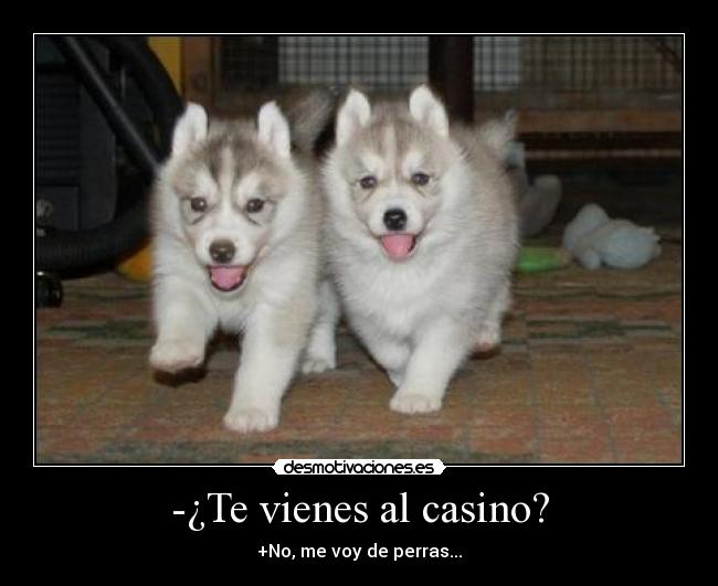 -¿Te vienes al casino? - 
