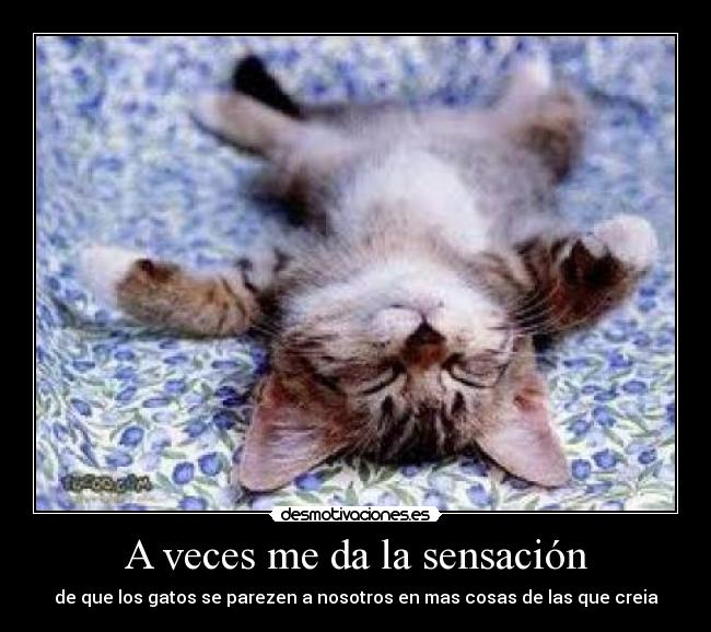 A veces me da la sensación - de que los gatos se parezen a nosotros en mas cosas de las que creia