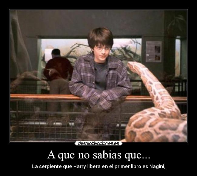 A que no sabias que... - La serpiente que Harry libera en el primer libro es Nagini,